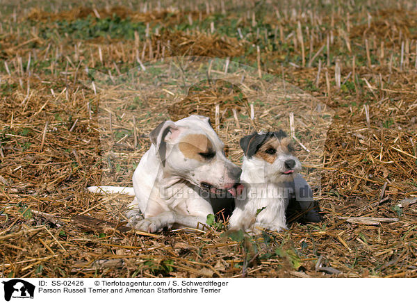 Parson Russell Terrier and American Staffordshire Terrier / SS-02426