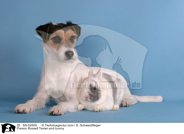 Parson Russell Terrier and bunny / SS-02600