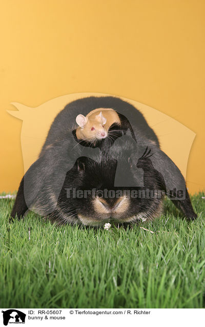 Widder & Maus / bunny & mouse / RR-05607