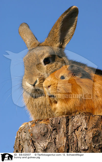 bunny and guinea pig / SS-02937