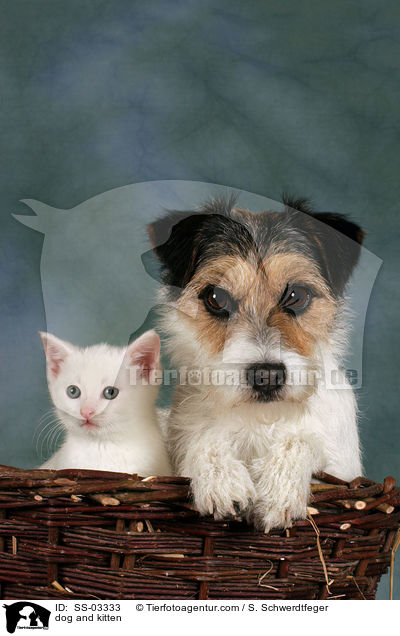 dog and kitten / SS-03333
