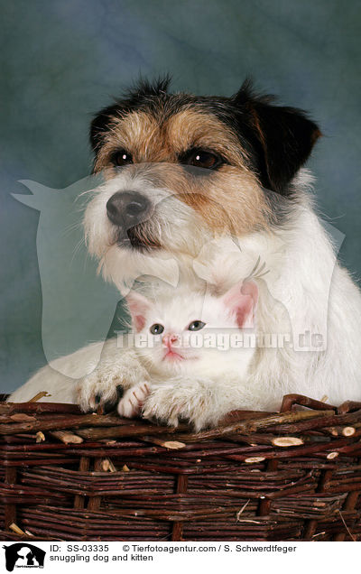 snuggling dog and kitten / SS-03335