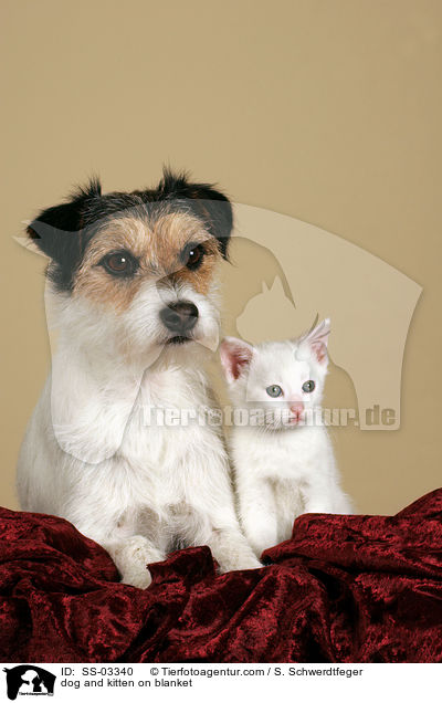 Hund und Ktzchen auf Decke / dog and kitten on blanket / SS-03340