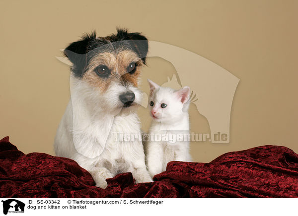 dog and kitten on blanket / SS-03342