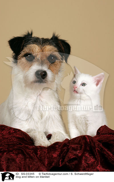 dog and kitten on blanket / SS-03345