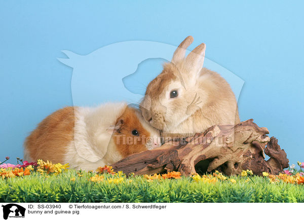 bunny and guinea pig / SS-03940