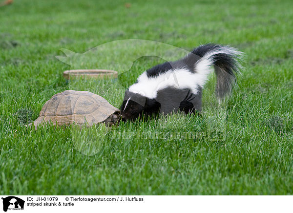 Streifenskunk & Schildkrte / striped skunk & turtle / JH-01079