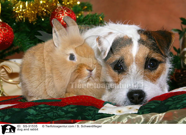 dog and rabbit / SS-31535