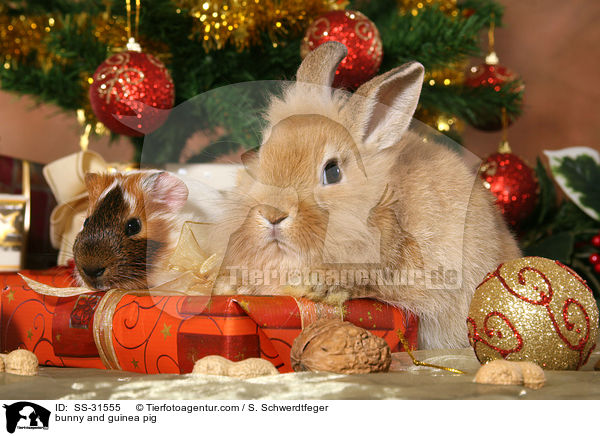 bunny and guinea pig / SS-31555