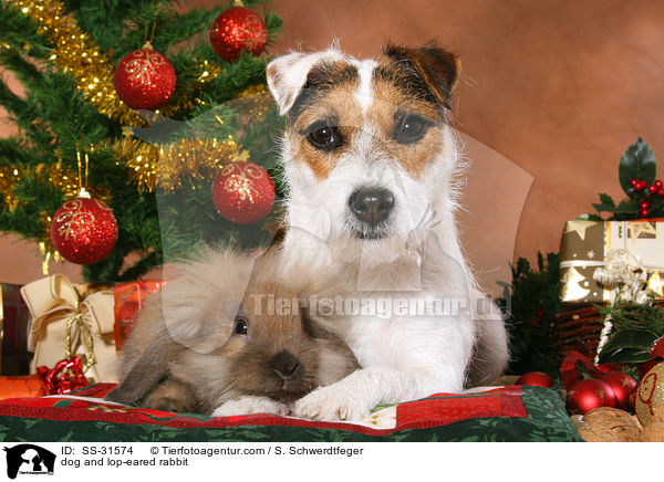dog and lop-eared rabbit / SS-31574