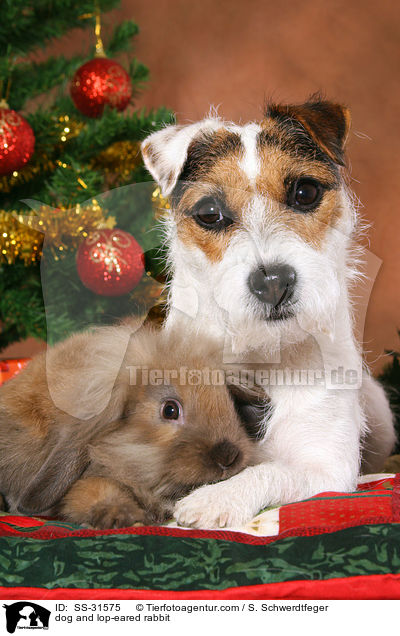 dog and lop-eared rabbit / SS-31575