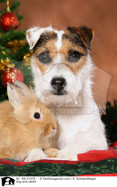 dog and rabbit / SS-31576