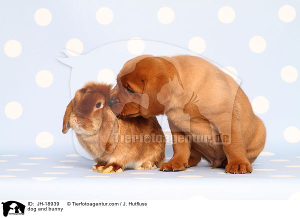 dog and bunny / JH-18939