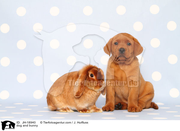 dog and bunny / JH-18940