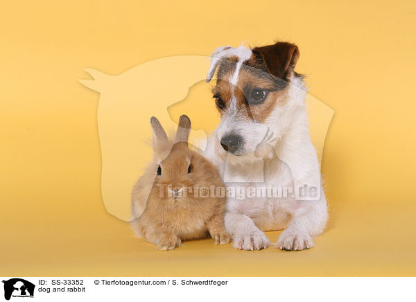 dog and rabbit / SS-33352