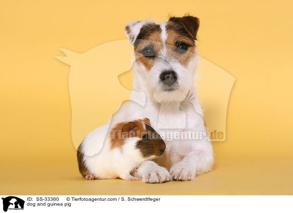 Hund und Meerschwein / dog and guinea pig / SS-33360