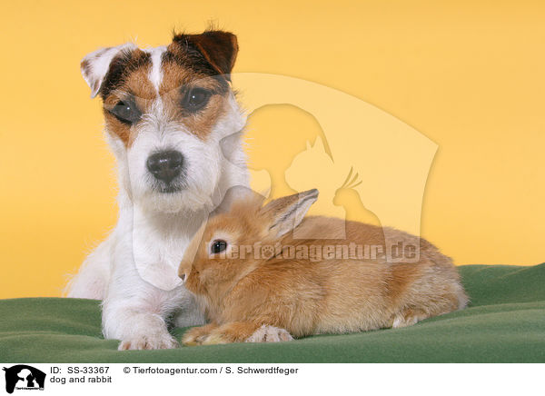 dog and rabbit / SS-33367