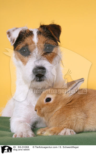 dog and rabbit / SS-33368