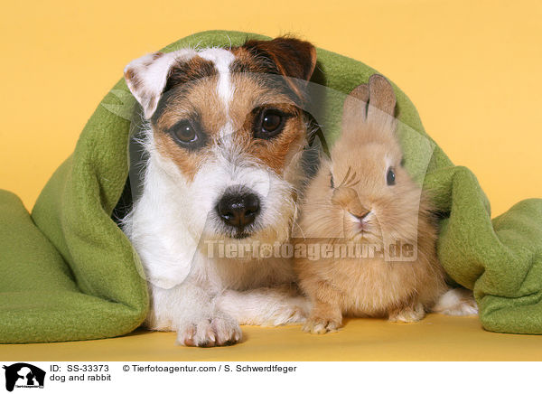 dog and rabbit / SS-33373