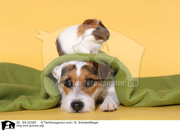 dog and guinea pig / SS-33385