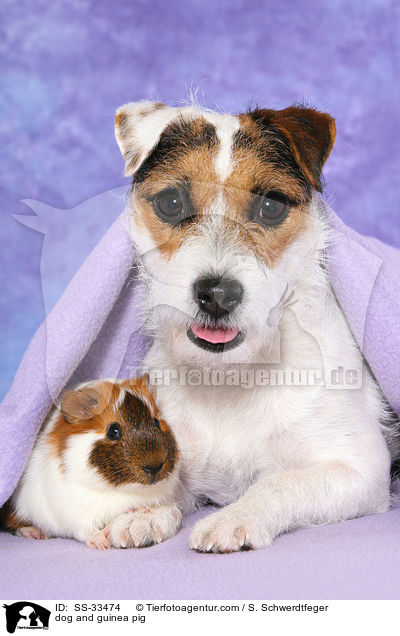 dog and guinea pig / SS-33474