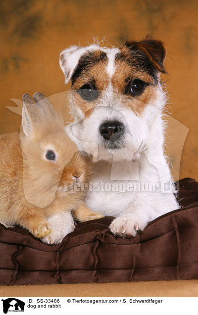dog and rabbit / SS-33486