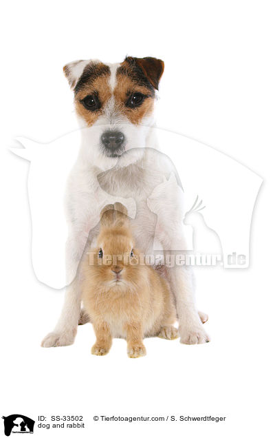 dog and rabbit / SS-33502