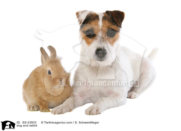 dog and rabbit / SS-33503
