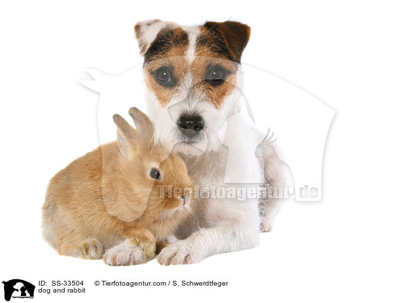 dog and rabbit / SS-33504