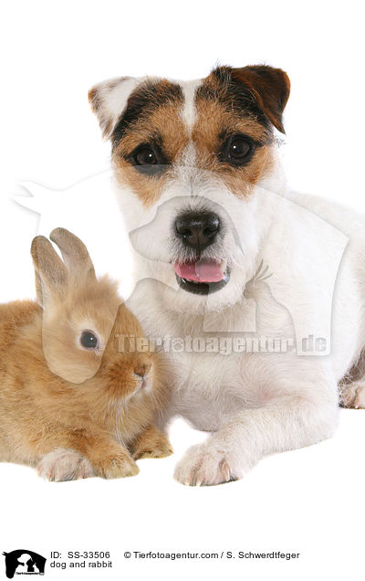 dog and rabbit / SS-33506