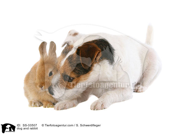 dog and rabbit / SS-33507
