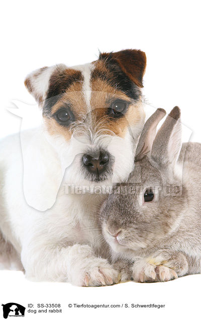 dog and rabbit / SS-33508