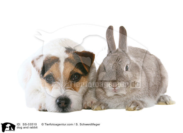dog and rabbit / SS-33510