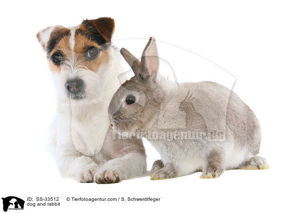 dog and rabbit / SS-33512