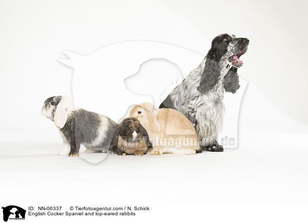 English Cocker Spaniel and lop-eared rabbits / NN-06337