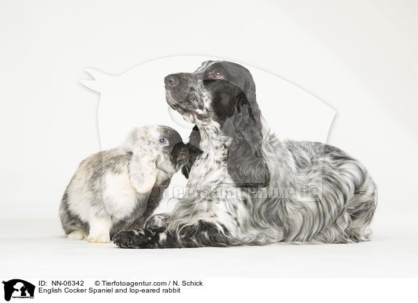 English Cocker Spaniel and lop-eared rabbit / NN-06342
