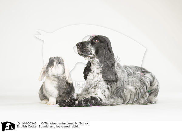 English Cocker Spaniel and lop-eared rabbit / NN-06343