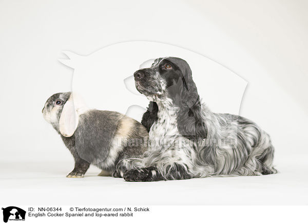English Cocker Spaniel and lop-eared rabbit / NN-06344