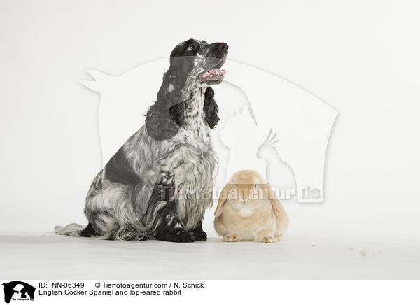 English Cocker Spaniel and lop-eared rabbit / NN-06349
