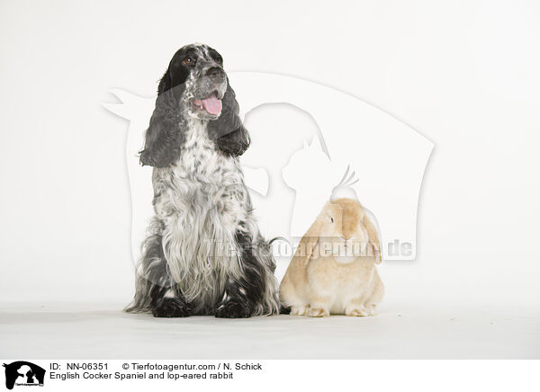 English Cocker Spaniel and lop-eared rabbit / NN-06351