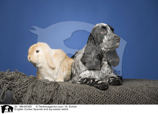 English Cocker Spaniel und Widderkaninchen / English Cocker Spaniel and lop-eared rabbit / NN-06385