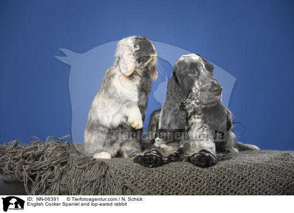 English Cocker Spaniel and lop-eared rabbit / NN-06391