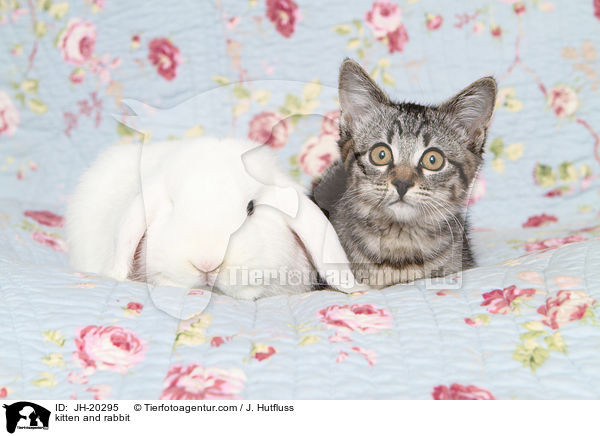 kitten and rabbit / JH-20295