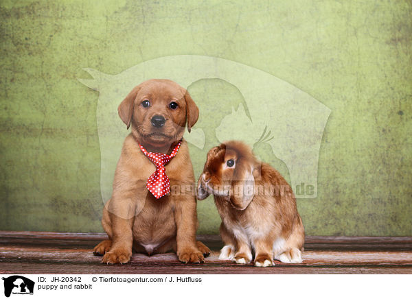 puppy and rabbit / JH-20342