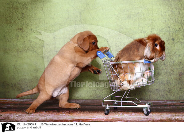 Hundewelpe und Kaninchen / puppy and rabbit / JH-20347