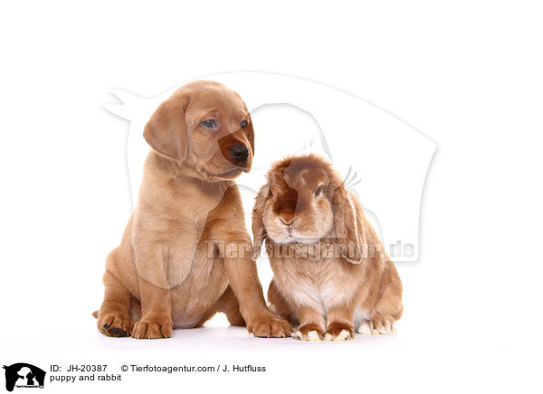 puppy and rabbit / JH-20387