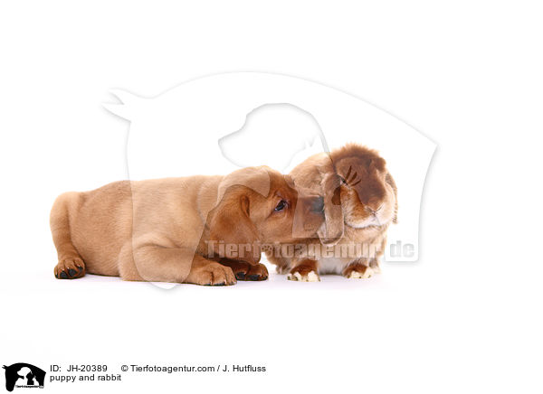 puppy and rabbit / JH-20389