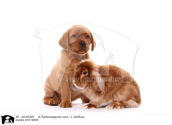 puppy and rabbit / JH-20390