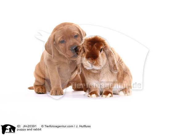 puppy and rabbit / JH-20391