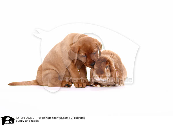 puppy and rabbit / JH-20392